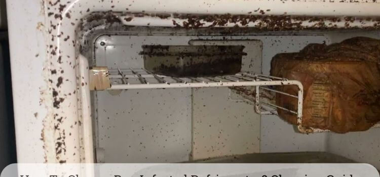 How to Clean a Bug Infested Refrigerator